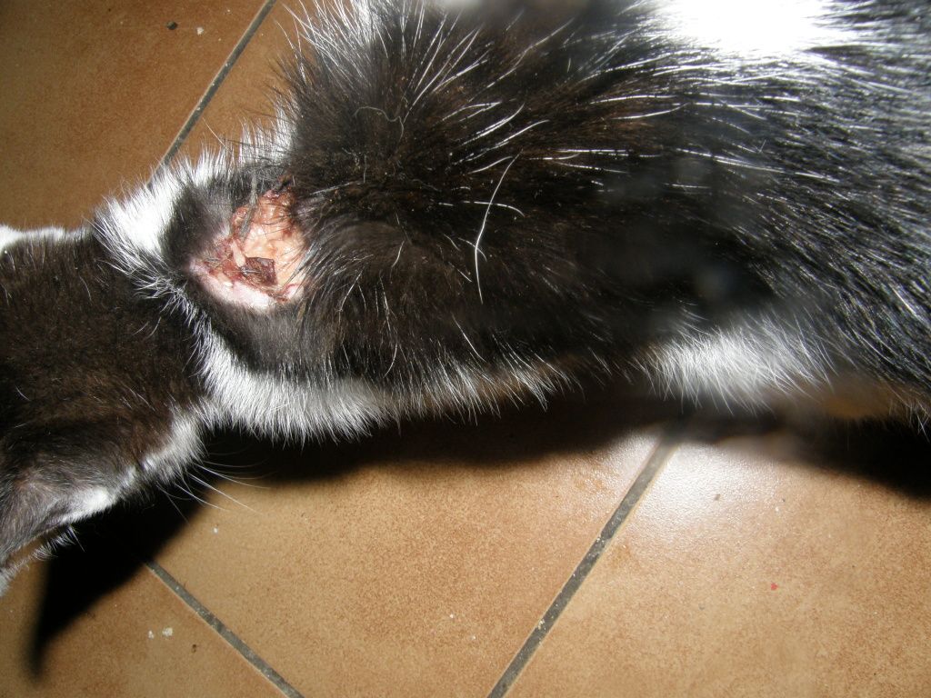 zraněné kotě2