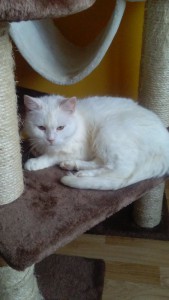 albina1701.jpg